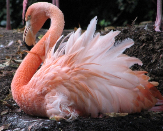 Broedende flamingo