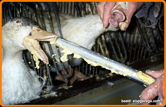 Foie gras Europese Commissie