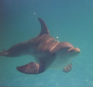 Ganges dolfijn