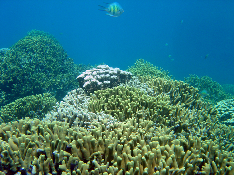 Gezond koraal