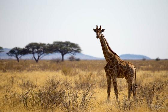 giraf giraffen