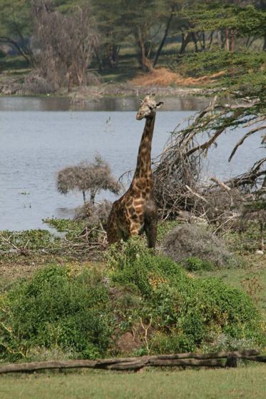 uitgeputte giraffe