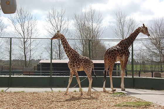 Giraffen in hun verblijf in Jyllands Park Zoo