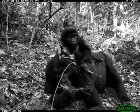 Camera trap gorillavrouwtje met kind