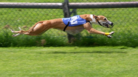 greyhound race levend aas