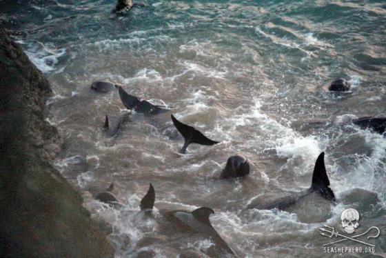 dolfijnenjachtseizoen