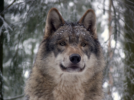 grijze wolf agressieve wolf moet worden afgeschoten