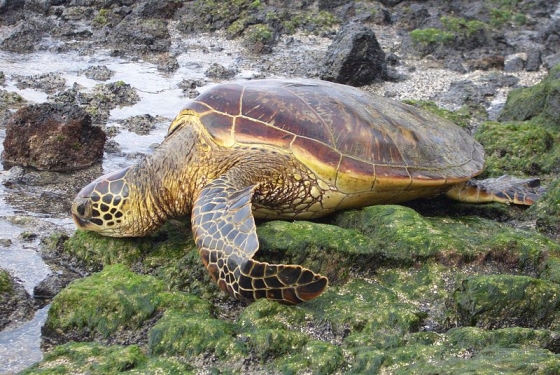 groene zeeschildpad