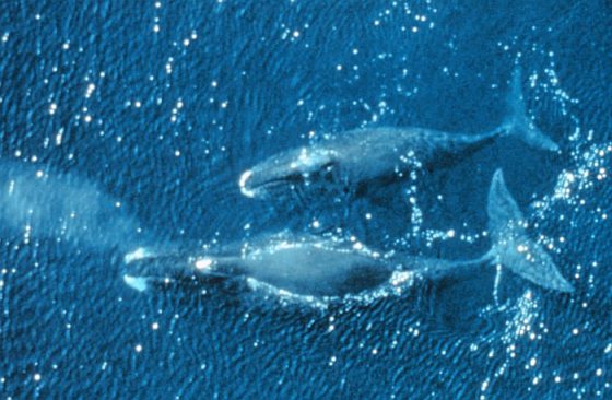 Groenlandse walvis - industrie