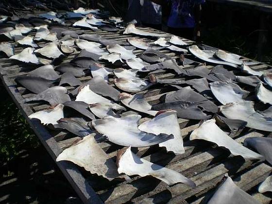 Florida verbiedt handel in haaienvinnen
