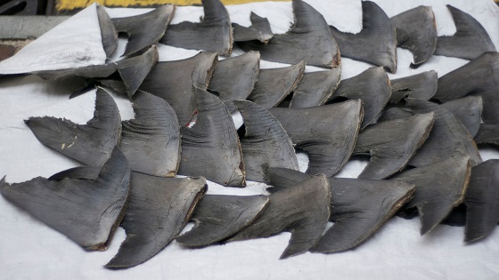 Senaat VS stemt voor verbod op handel in haaienvinnen