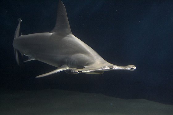 Hamerhaai - haaien gedood
