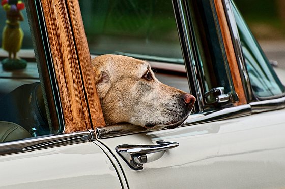 Reizen met hond los in auto
