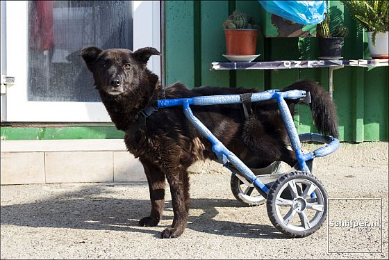 Hond met karretje als loophulp
