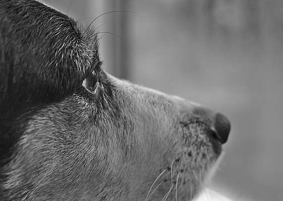 Hond - importverbod hondenleer