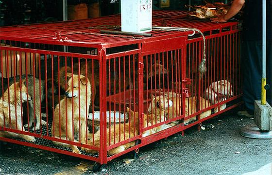 In landen als Zuid-Korea en China is het eten van hondenvlees nog gebruikelijk | Foto credit: Animal People Forum via Compfight cc