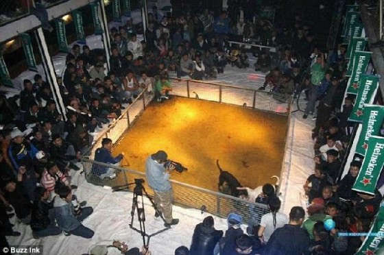 Hondengevechten Heineken - controversiële foto