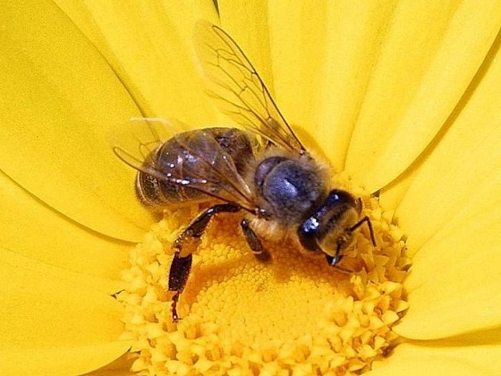 bijenbevolkingsonderzoek