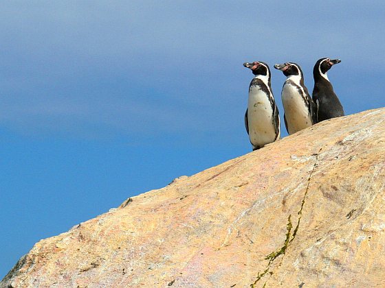 Humboldtpinguïns - Chili