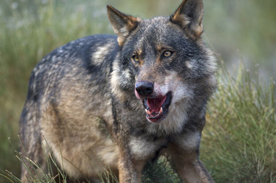 Iberische wolf | Foto: Wikimedia Commons