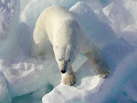 IJsbeer - ijsbeeraanvallen