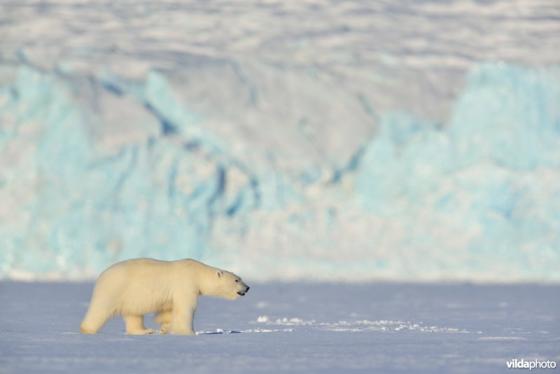 IJsbeer - Toch geen zomerse winterslaap voor ijsberen