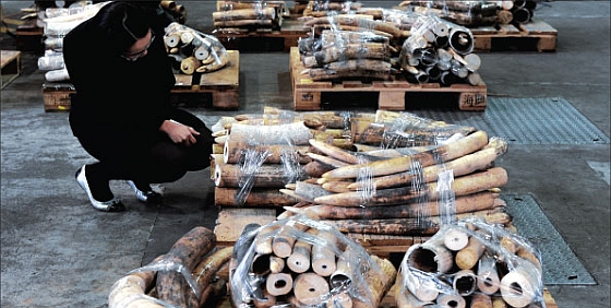 In beslag genomen ivoor Hong Kong