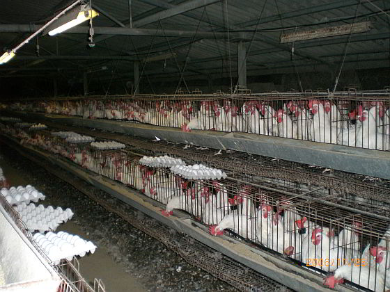 Industriële legbatterij Amerika - vogelgriep Iowa