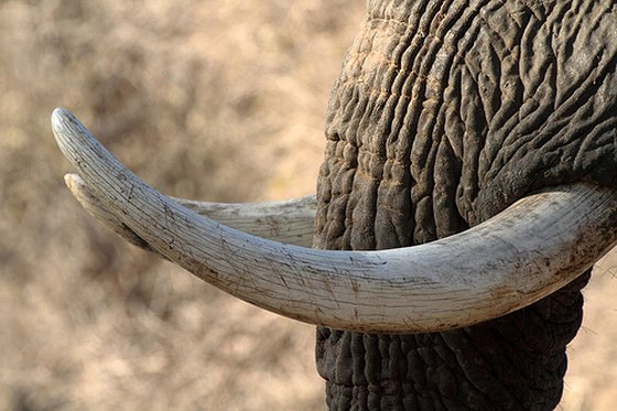 antiek ivoor
