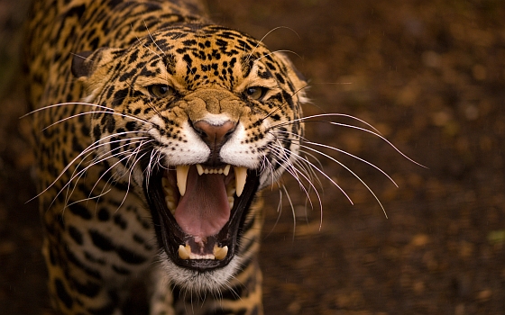 dingen je nog wist jaguars - Animals Today