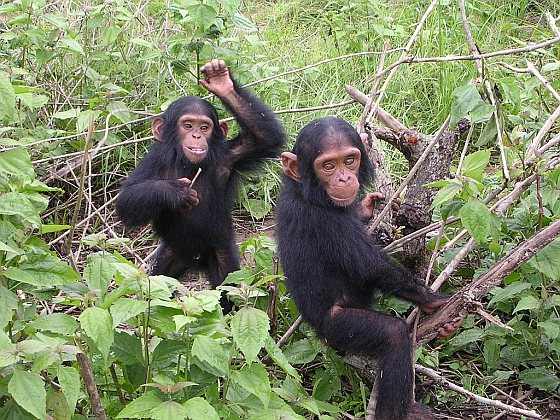 Jonge chimpansees