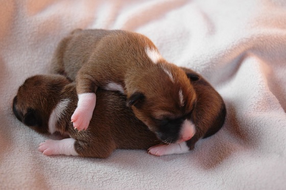 oost-europese puppy's