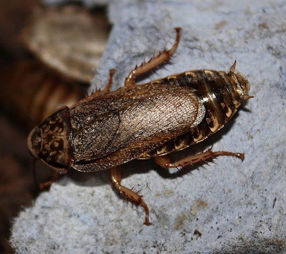 kakkerlak bestuift