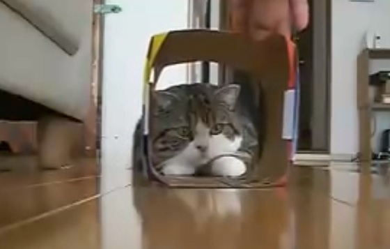 Storing Foto niet voldoende Waarom katten van dozen houden - Animals Today