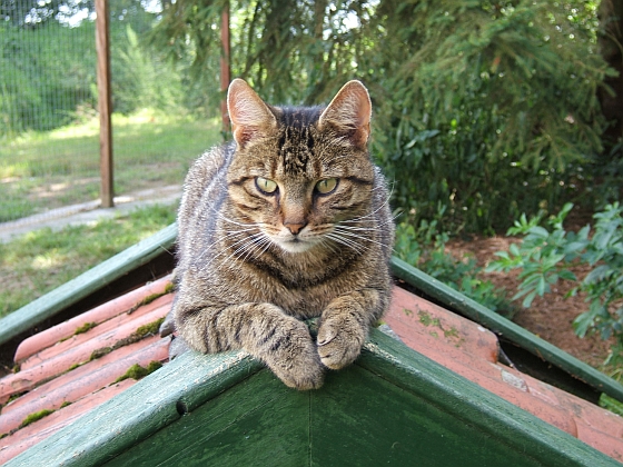 Kat hoog - Wat maakt een kat gelukkig