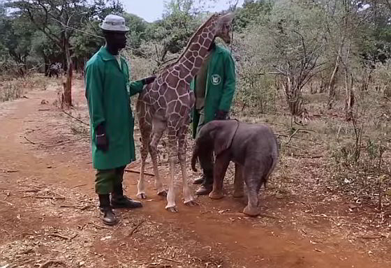 Kiko en Loboito - jonge olifant en giraf