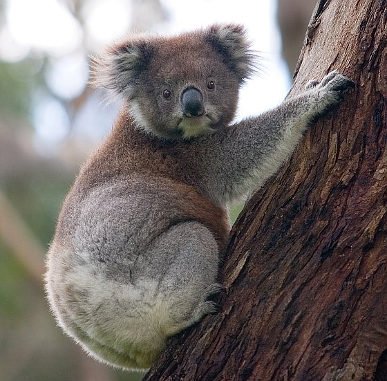 Koala - milieulabel