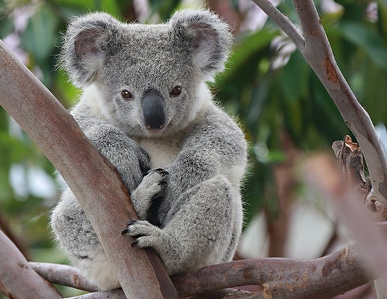 koala's
