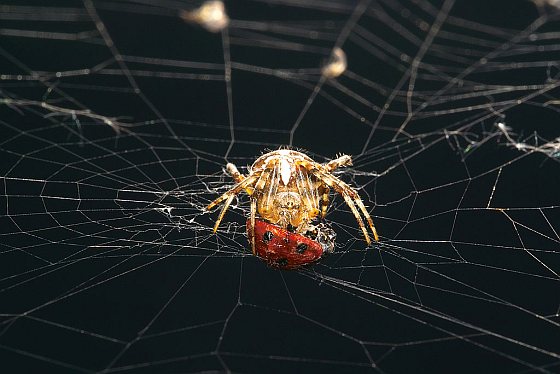 Kruisspin - spinnenweb