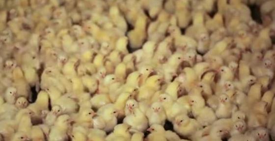 Overheid hongert miljoenen kuikens uit minister gedaagd