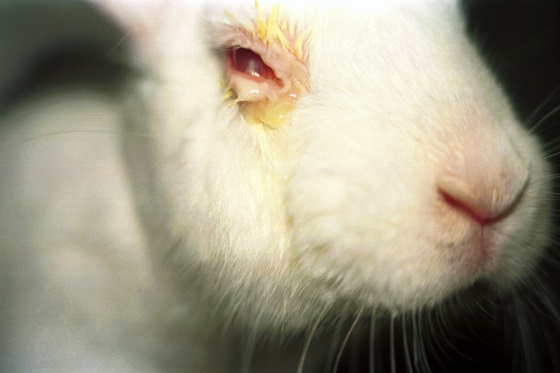 New Jersey verbiedt op dieren geteste cosmetica
