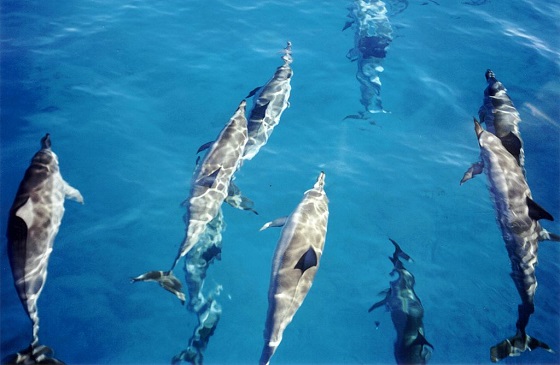 zwemmen met wilde dolfijnen