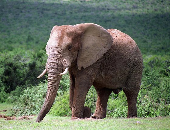 Mannetjesolifant - Addo Elephant National Park - moederolifant