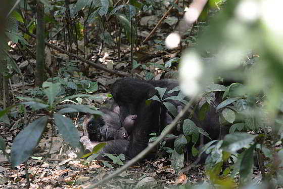 Moeder Malui met tweeling - gorillatweeling