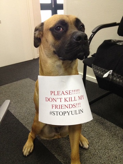stop Yulin