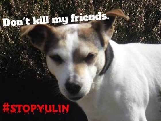 stop Yulin