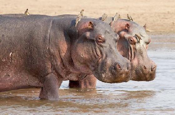 Zambia doodt 2.000 nijlpaarden