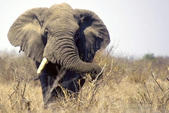 Olifant ivoor - Hongkong