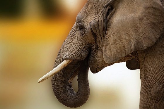 legale verkoop ivoor