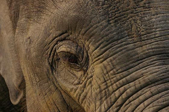 olifant close-up